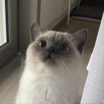 子衿 Profile Picture