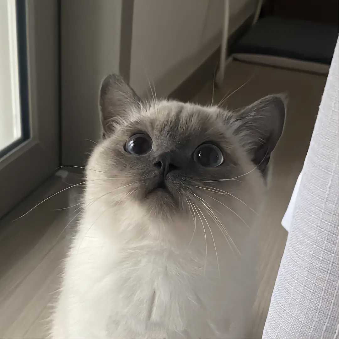 子衿 Profile Picture